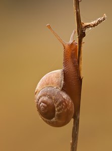 Schnecke im Morgenlicht