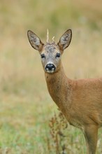 Korkenzieher-Bock