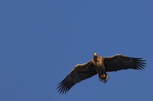 Seeadler im Anflug