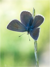 Streifenbläuling - Polyommatus damon