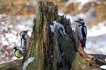 Begegnung an der Winterfütterung 2