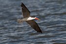 African Skimmer