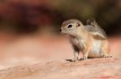 White-tailed antelope squirrel #2