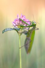 Mantis Religiosa