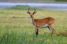 Rote Moorantilope