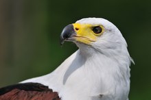 Schreiseeadler