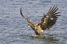 Seeadler mit Beute