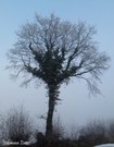 Baum bei leichtem Nebel