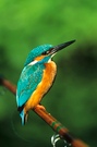 Eisvogel auf Angelrute