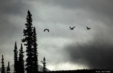 Auf nach Sueden