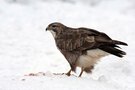 Buteo Buteo