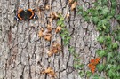 Sommer trifft Herbst