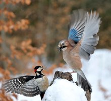 Begegnungen an der Winterfütterung 3