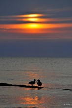 Enten im Sonnenuntergang