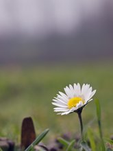 Gänseblümchen