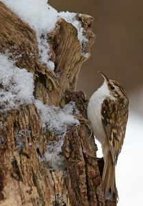 Baumläufer