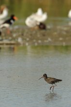 Dunkler Wasserläufer