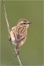 Braunkehlchen (Saxicola rubetra)