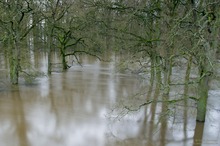 Land Unter im Auwald #2