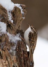 Waldbaumläufer überarbeitet