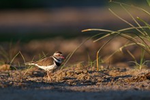 Dreibandregenpfeifer (Three Banded Plover)