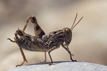 Irgendetwas stört dahinten