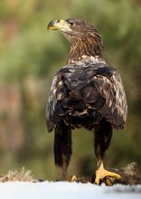 Junger Seeadler am Luder