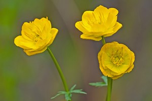 ...und als Gegenstück zu den blauen Glockenblumen...