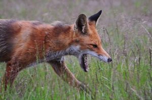 gähnender Fuchs