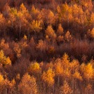 glühender Herbst...