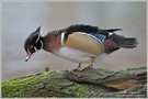 Brautentenerpel beim "Stretching" (wildlife)