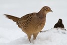 ungleiche Nahrungskonkurrenten an der Winterfütterung