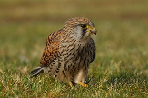 Turmfalke