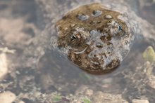 Bombina variegata