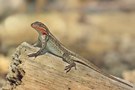 Stachelleguan
