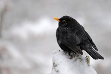 Amsel im Schneetreiben