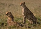 Geparden in der Masai Mara
