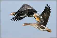 im Überflug... Blässgänse *Anser albifrons*