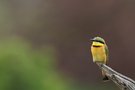 Zwergspint (Merops pusillus)