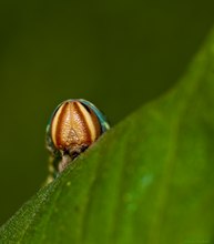 Kiefernschwärmer Raupe (Sphinx pinastri)