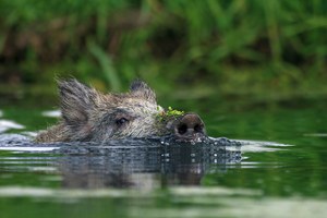 Schwimmunterricht