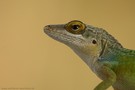 Lizard-Portrait