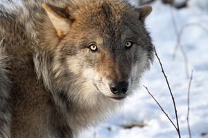 Der Europäische Wolf ((Canis lupus)