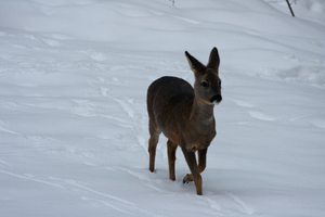 Ein Reh im Garten