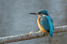 Mein erster Eisvogel