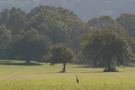 Graureiher auf Herbstwiese