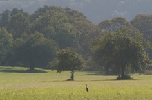 Graureiher auf Herbstwiese
