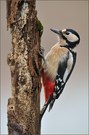 ~ Woodpecker ~