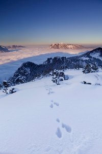 Spur im Schnee