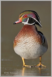 Brautentenerpel (wildlife)